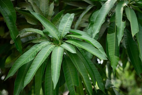 Lush green mango leaves densely packed in a natural environment, Sreepur, Gazipur, Bangladesh