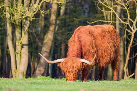 One Highland cow (Bos primigenius) taurus) grazes on a pasture at a forest edge