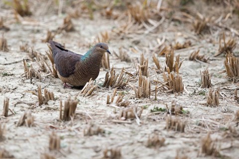 Barred Cuckoo-Dove (Macropygia unchall tusalia) foraging on ground, Punakha, Bhutan