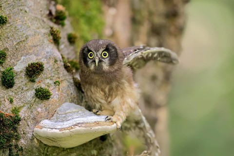 Great Horned Owl (Aegolius funereus), Great Horned Owl, juvenile, on tree, alert, in summer,