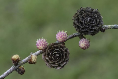 Larch (Larix decidua), male and female flowers and cones, Emsland, Lower Saxony, Germany