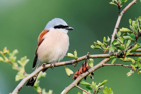 Red-backed shrike (Lanius collurio), male, North Rhine-Westphalia, Germany