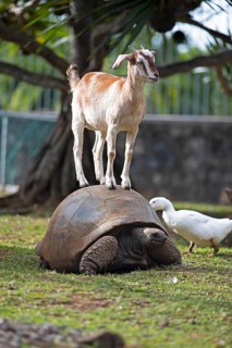 A domestic goat (Capra aegagrus hircus, formerly Capra hircus) stands on a Aldabra Giant Tortoise