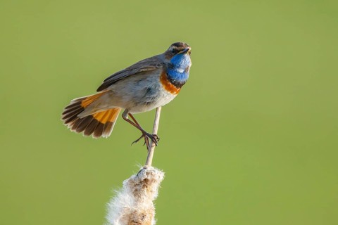 Bluethroat (Luscinia svecica cyanecula) male perched on a cattail, Netherlands