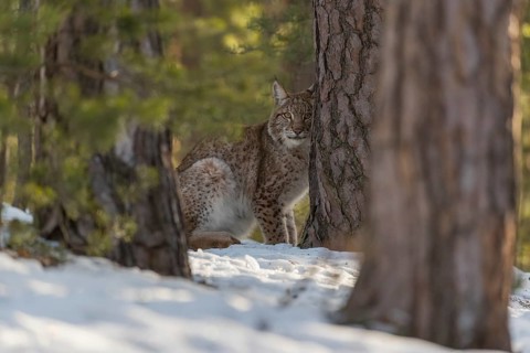 One young male Eurasian lynx, (Lynx lynx), sitting on a snow covered forest ground in early morning