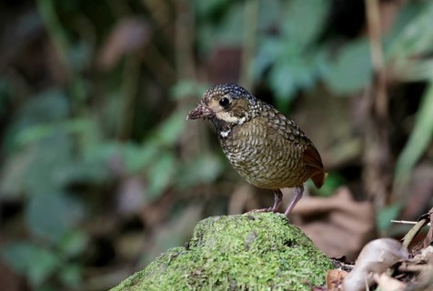 Variegated Antpitta (Grallaria varia), Atlantic rainforest, Brazil