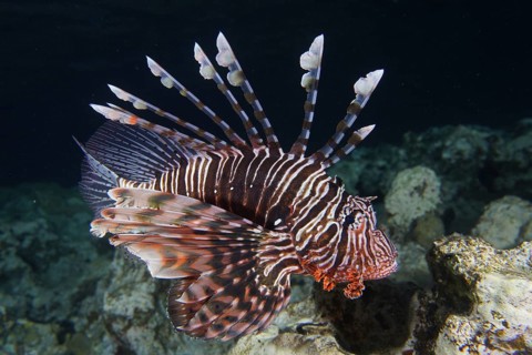 Common lionfish (Pterois volitans)