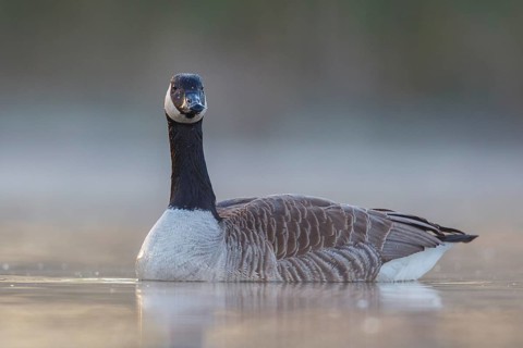 Canada Goose (Branta canadensis), North Rhine-Westphalia, Germany