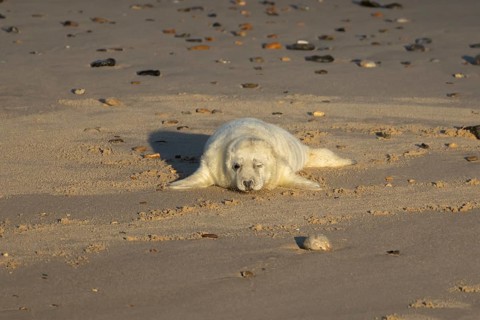 Atlantic grey seal (Halichoerus grypus) juvenile baby pup animal on a seaside beach in winter,