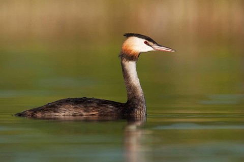 Great Crested Grebe (Podiceps cristatus), Berlin, Germany