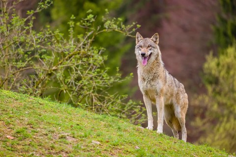 One eurasian gray wolf (Canis lupus lupus) stands on a hill, observing the area