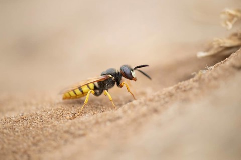 European bee wolf (Philanthus triangulum) adult solitary wasp insect at the entrance of its burrow