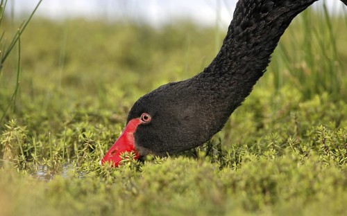 Black Swan (Cygnus atratus), Victoria, Australia