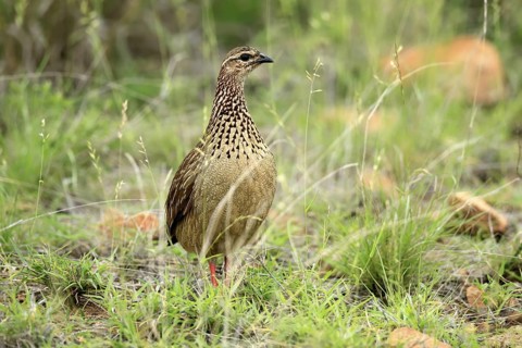 Crested Francolin (Ortygornis sephaena), adult, on the ground, alert, foraging, Kruger, Kruger