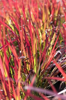 Blood grass (Imperata cylindrica 'Red Baron'),  Germany