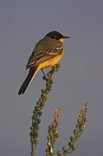 Western Yellow Wagtail (Motacilla flava feldegg), Lesvos, Greece