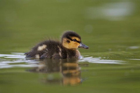 Mallard (Anas platyrhynchos) juvenile, Baden-Wuerttemberg, Germany