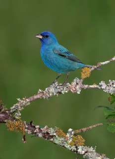 Indigo Bunting (Passerina cyanea) male perched on lichen branch, Texas, USA