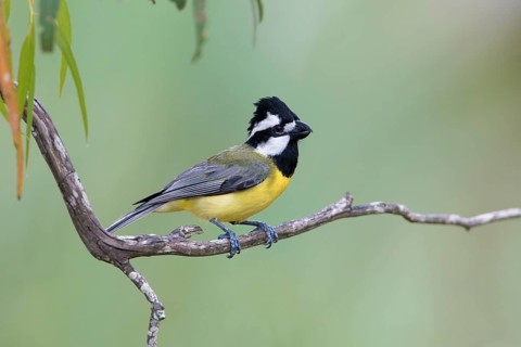 Crested Shriketit (Falcunculus frontatus) male, Victoria, Australia