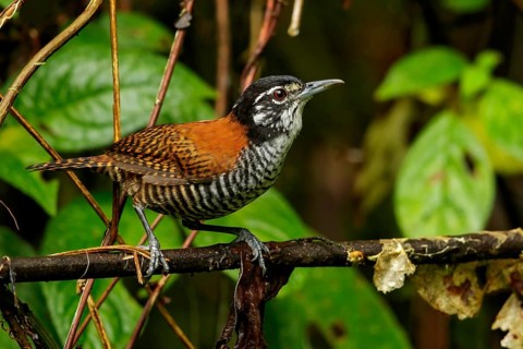 Bay Wren (Thryothorus nigricapillus) perched on a branch in the Andes mountains of Colombia