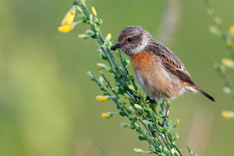 European Stonechat (Saxicola rubicola) female perched on broom with insect in beak, Saxony-Anhalt,