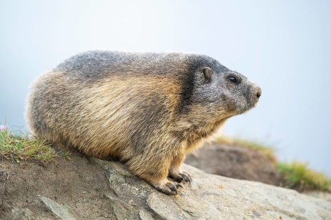Alpine marmot (Marmota marmota) in autumn, Grossglockner, High Tauern National Park, Austria