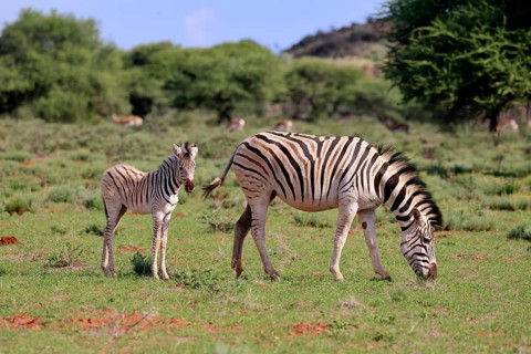 Burchell's zebra (Equus quagga burchelli), Burchell's zebra, adult, female, mother, young animal,