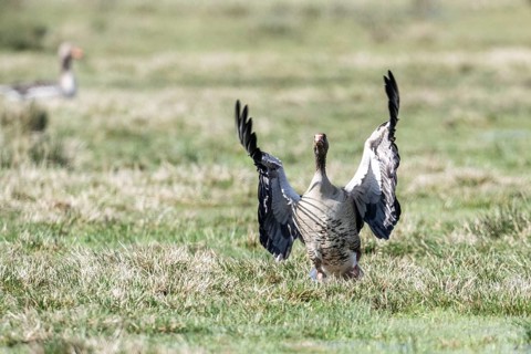 Greylag goose (Anser anser), landingLower Saxony, Germany