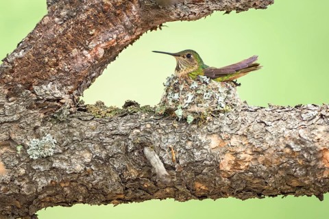 Broad-tailed Hummingbird (Selasphorus platycercus) female on the nest, Colorado, USA