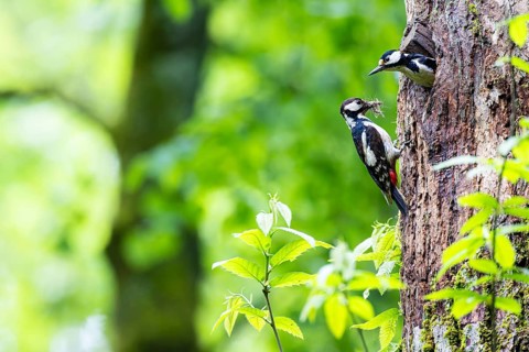 Great spotted woodpecker (Dendrocopos major), male shortly in front of departure from breeding den,