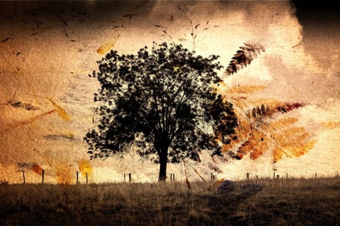 Texture image on a tree in a field