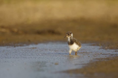 Northern Lapwing (Vanellus vanellus) juvenile, North Rhine-Westphalia, Germany