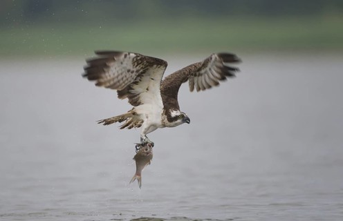 Western Osprey (Pandion haliaetus) flying, Mecklenburg-Western Pomerania, Germany