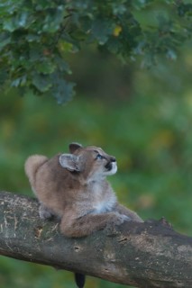 One cougar kitten, Puma concolor, resting in a tree with some green vegetation in the background