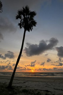Palm tree at sunset, Petit Loango, Loango National Park, Parc National de Loango, Ogooué-Maritime
