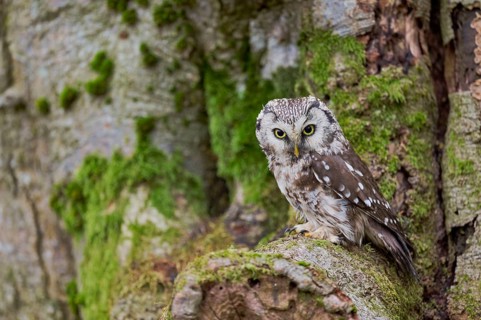 Great Horned Owl (Aegolius funereus) Bavaria, Germany