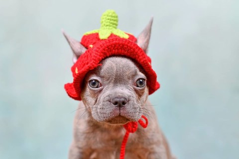 Funny Lilac Brindle French Bulldog dog puppy with knitted strawberry hat on light blue background