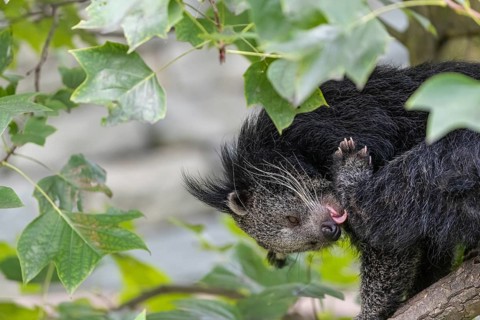 One binturong (Arctictis binturong), or bearcat sitting on a branch grooming himself and framed by