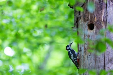 Pileated Woodpecker (Dendrocopos major) at the breeding cavity, Piciformes, Göggingen,