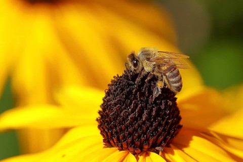 European honey bee (Apis mellifera), collecting nectar from a flower of yellow coneflower
