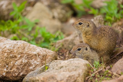 An adult and a young European ground squirrel (Spermophilus citellus) or European souslik sit on