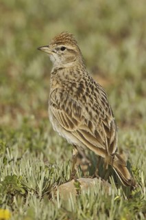 Greater Short-toed Lark (Calandrella brachydactyla), Silifke, Turkey