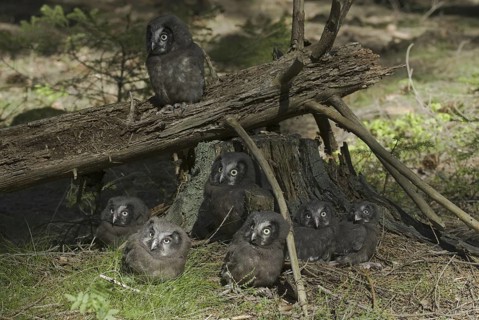 Boreal Owl (Aegolius funereus) juvenile, Saxony, Germany