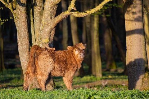 A Highland calf (Bos primigenius taurus) stands at a forest edge