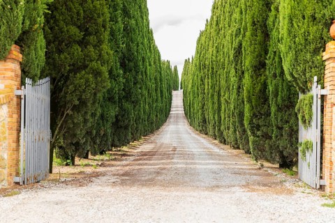 Cypress avenue at the entrance to Fattoria La Torre near San Gimignano, Province of Siena, Tuscany,