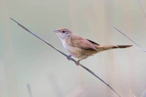 Spinifexbird (Megalurus carteri) perched on a stalk, Queensland, Australia