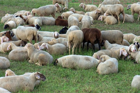 Resting sheep (Ovis) on the pasture, Middle Franconia, Bavaria, Germany