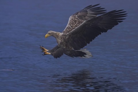 White-tailed Eagle (Haliaeetus albicilla) hunting, Mecklenburg-Western Pomerania, Germany