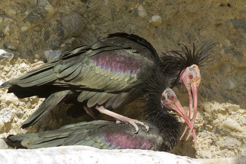 Northern Bald Ibis (Geronticus eremita) pair mating, Tyrol, Austria