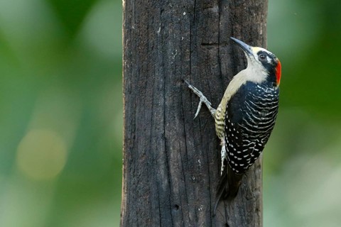 Black-cheeked Woodpecker (Melanerpes pucherani) female, Costa Rica
